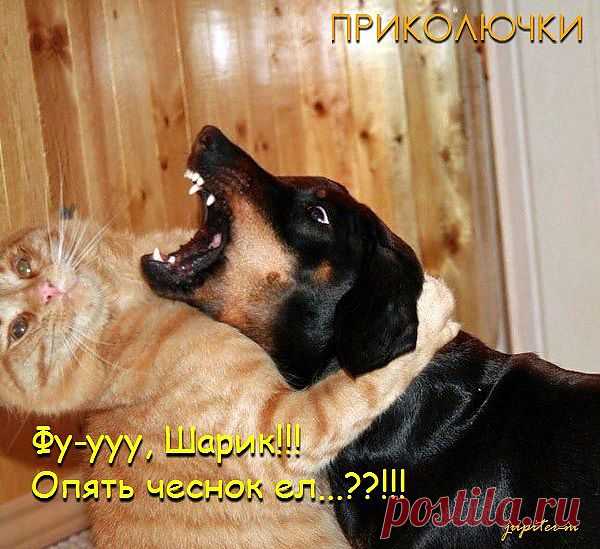 Elena_I&Co — «У них не было Дирола» на Яндекс.Фотках