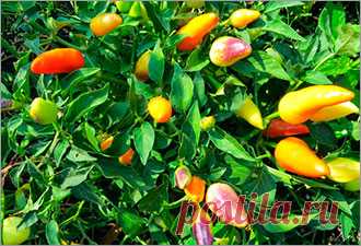 Какие декоративные овощи можно вырастить на даче? |