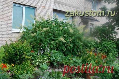 Горец сахалинский или рейнутрия - выращивание, применение и методы борьбы