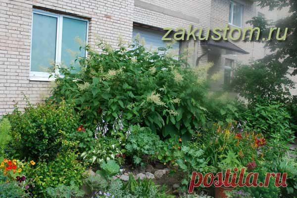 Горец сахалинский или рейнутрия - выращивание, применение и методы борьбы