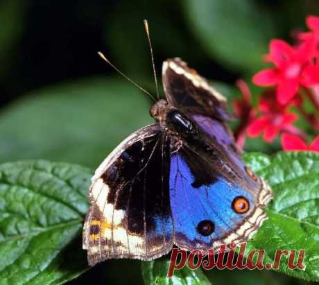 Blue_Pansy_Butterfly83-sitting_on_leaf