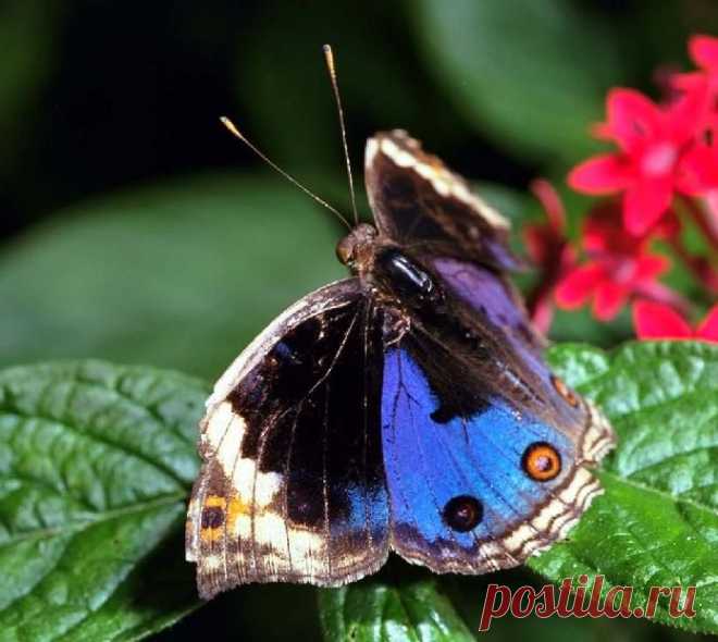 Blue_Pansy_Butterfly83-sitting_on_leaf