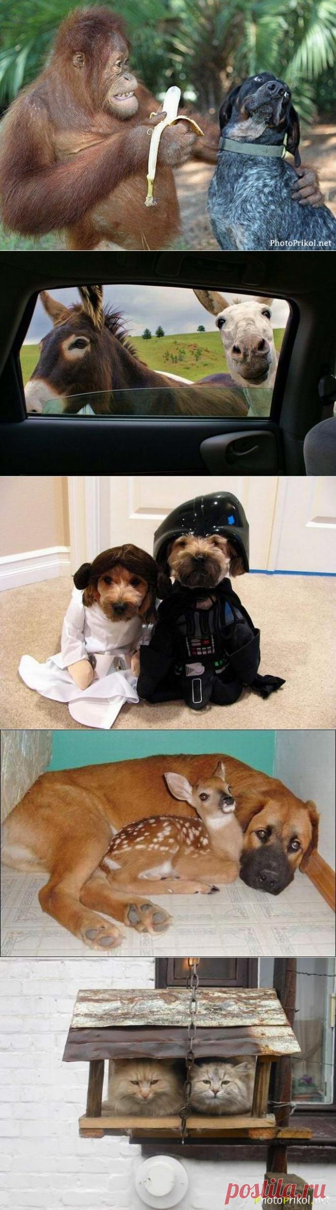 Смешные животные