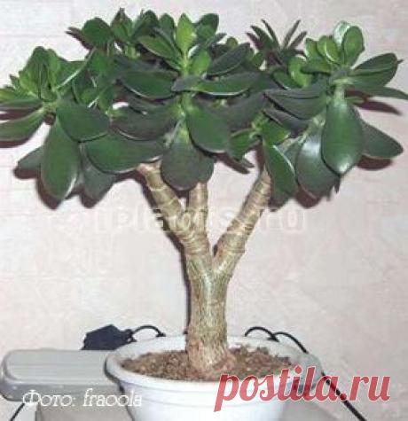 Толстянка Crassula - Комнатные растения и цветы
