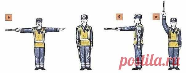 Как легко запомнить сигналы регулировщика!
Если палка смотрит в рот, делай правый поворот.
Если палка смотрит вправо, ехать не имеешь права.
Если палка смотрит влево, поезжай как королева.
Грудь и спина для водителя — стена.