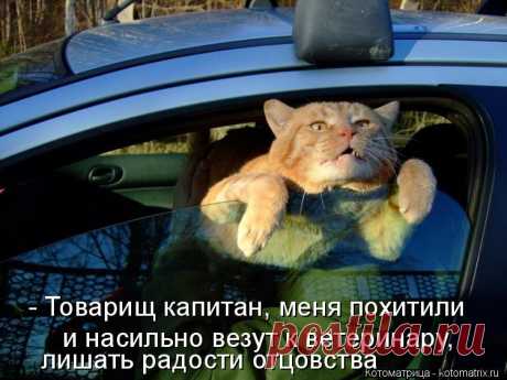 Котоматрица: Круть