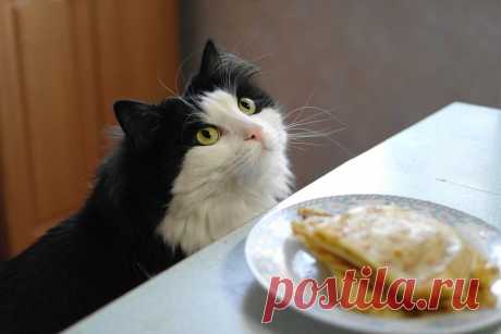 Коты и блины - 31 фото - картинки и рисунки: скачать бесплатно