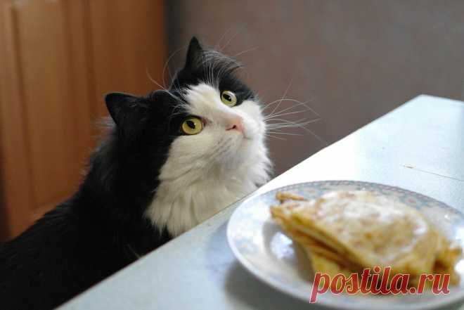 Коты и блины - 31 фото - картинки и рисунки: скачать бесплатно