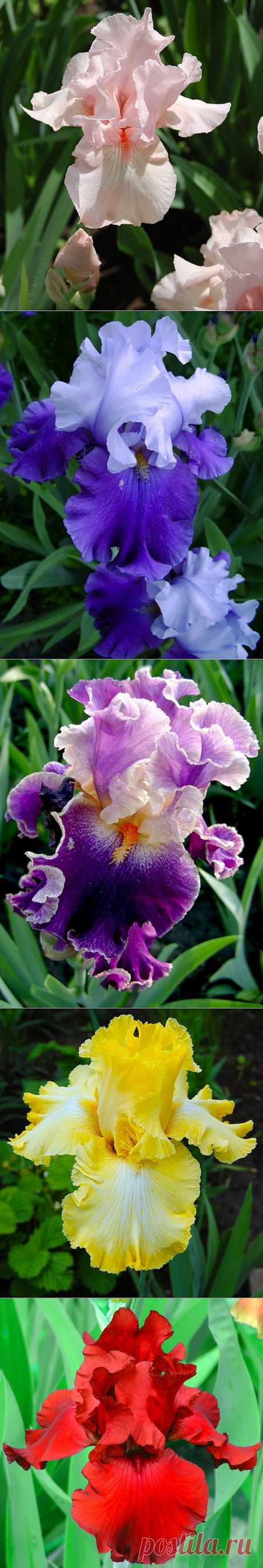 Изысканно волшебные цветы. Ирис.