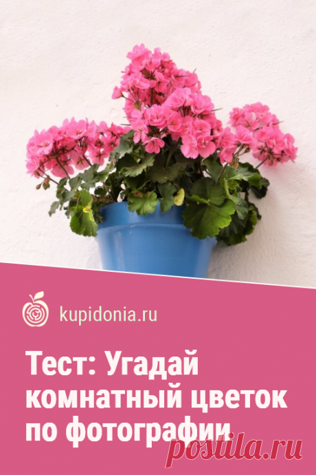 Тест: Угадай комнатный цветок по фотографии. Хорошо ли вы разбираетесь в домашних растениях? Пройдите наш тест с фотографиями и подсказками, чтобы проверить свои знания!