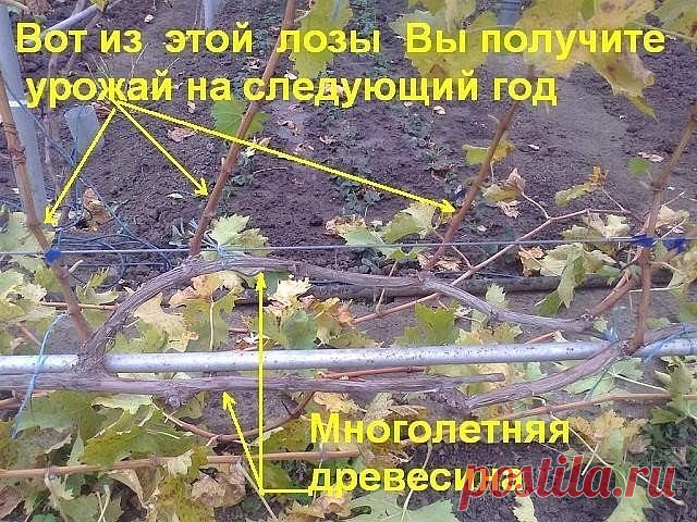 5 ОШИБОК ПРИ ОБРЕЗКЕ ВИНОГРАДА