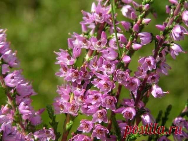 image (639×480)вереск обыкновенный