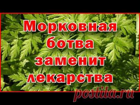Морковная ботва заменит лекарства - Carrot tops will replace drugs