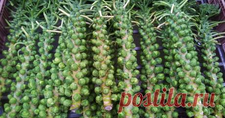 Необычные продукты - Женская красота