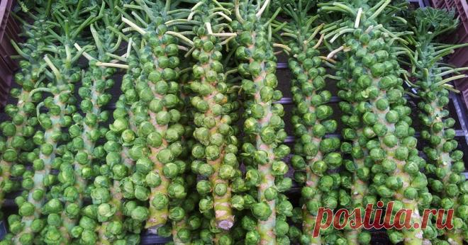 Необычные продукты - Женская красота