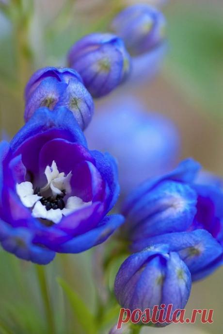 Найдено на сайте almanac.com.