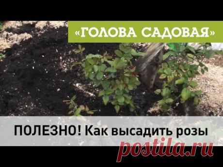Голова садовая - ПОЛЕЗНО! Как высадить розы
