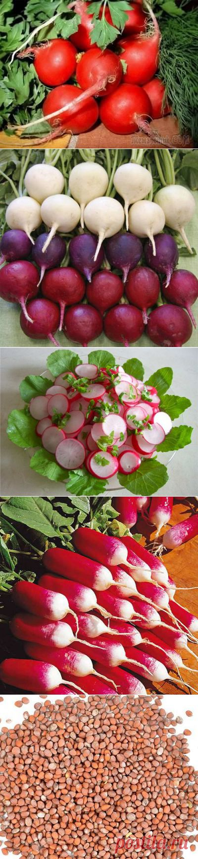 Редис на любой вкус и цвет