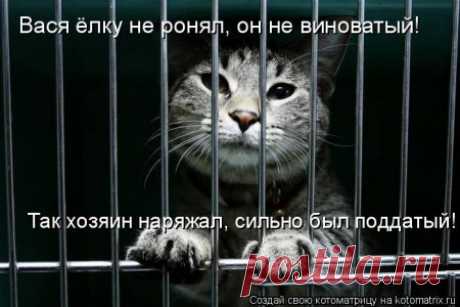 Котоматрицы с нашими любимцами)