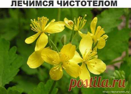Чистотел - мгновенная трансформация!.