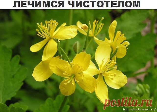 Чистотел - мгновенная трансформация!.
