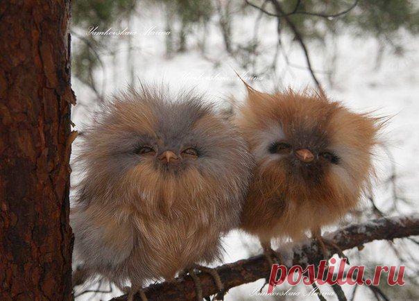 s-6967.jpg (604×434)