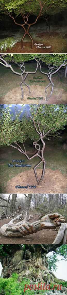 amazing trees | Dusky's Wonders