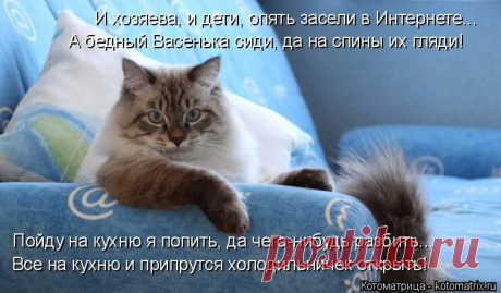 Внеочередная свеженькая котоматрица
