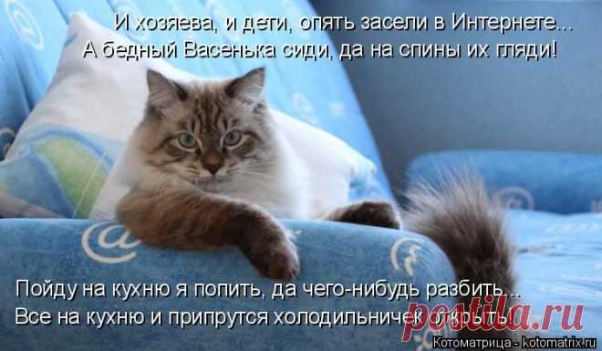 Внеочередная свеженькая котоматрица