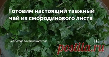 Готовим настоящий таежный чай из смородинового листа 30 лет назад мы оказались в глухой таежной деревушке на севере области. Хозяин