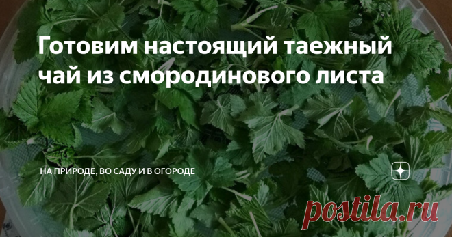 Готовим настоящий таежный чай из смородинового листа 30 лет назад мы оказались в глухой таежной деревушке на севере области. Хозяин