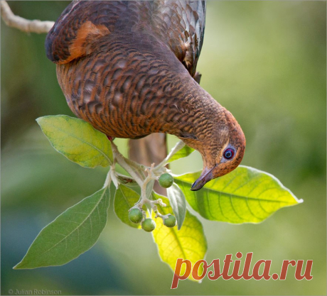 Сем. Голубиные (Columbidae)
Бурый кукушковый голубь (Macropygia phasianella)