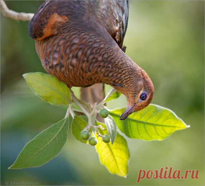 Сем. Голубиные (Columbidae)
Бурый кукушковый голубь (Macropygia phasianella)