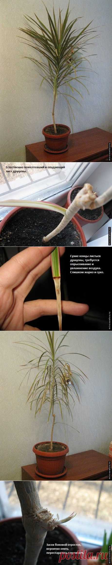 Уход за драценой