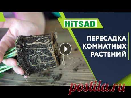 Как Правильно Пересаживать Комнатные Растения Осенью ???? Пересадка Комнатных Растений Самое благоприятное время для пересадки комнатных растений – март, когда закончится период покоя и растения тронутся в рост. А осень – оди...