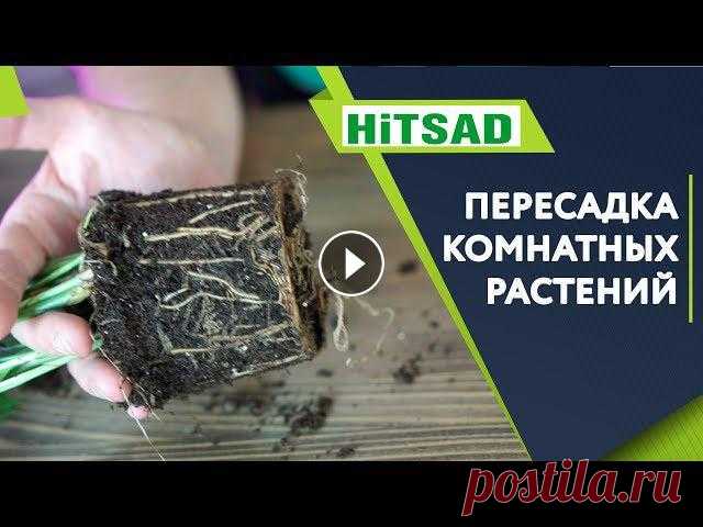 Как Правильно Пересаживать Комнатные Растения Осенью ???? Пересадка Комнатных Растений Самое благоприятное время для пересадки комнатных растений – март, когда закончится период покоя и растения тронутся в рост. А осень – оди...