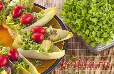 Микрозелень что это такое польза как вырастить microgreen