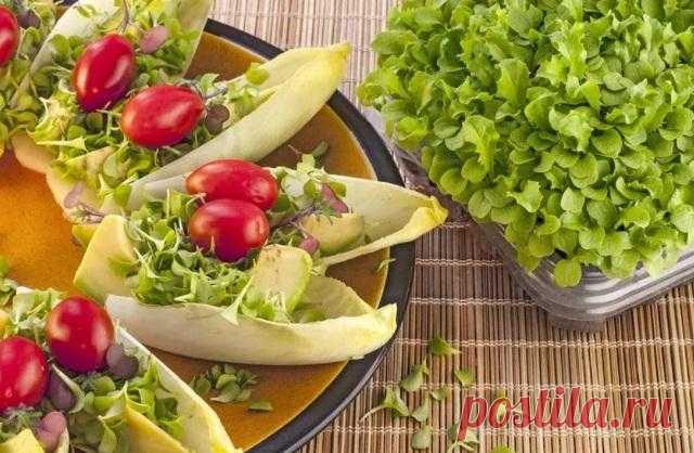 Микрозелень что это такое польза как вырастить microgreen