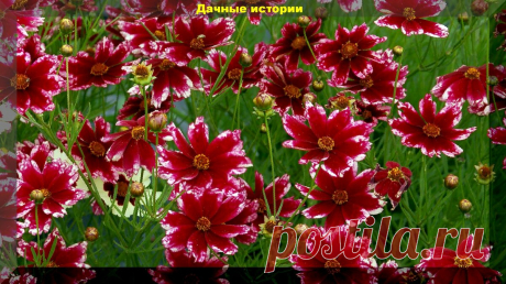 Цветник который сам себя засевает. Более тридцати цветов, которые хорошо размножаются самосевом | Дачные истории | Яндекс Дзен