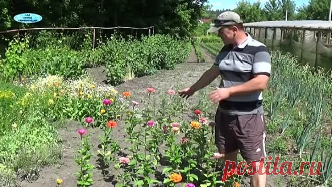 ЭТА ПРЕКРАСНАЯ ЦИНИЯ! КАРЛИКОВЫЙ СОРТ УДИВИТЕЛЬНОЙ КРАСОТЫ-МОНИКА!