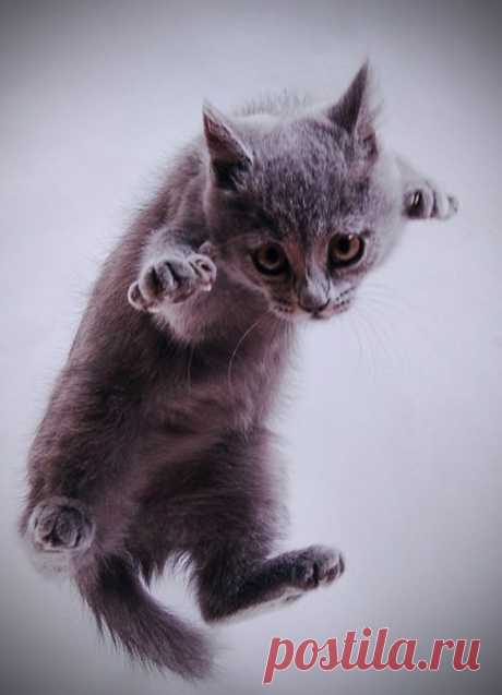 &amp;laquo;Земля! Земля! Я Котэ! Выхожу на орбиту!&amp;raquo; |