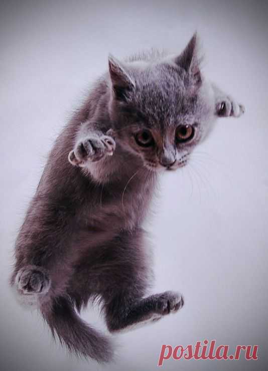 &laquo;Земля! Земля! Я Котэ! Выхожу на орбиту!&raquo; |