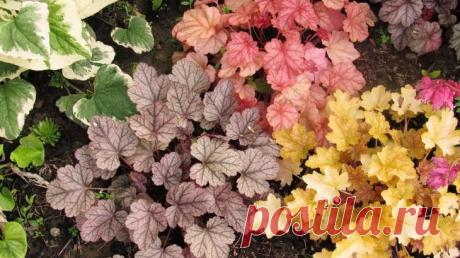 Гейхера посадка и уход в открытом грунте Гейхера — декоративный многолетний кустарник, относится к семейству Камнеломковых. Культура была названа в честь немецкого биолога и медика Иоганна Генриха фон Гейхера. Родина цветов — скалистые облас...