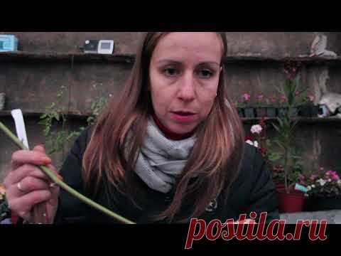 Размножение ежевики одревесневшими черенками