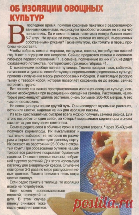 Об изоляции овощных культур при выращивании овощей на семена