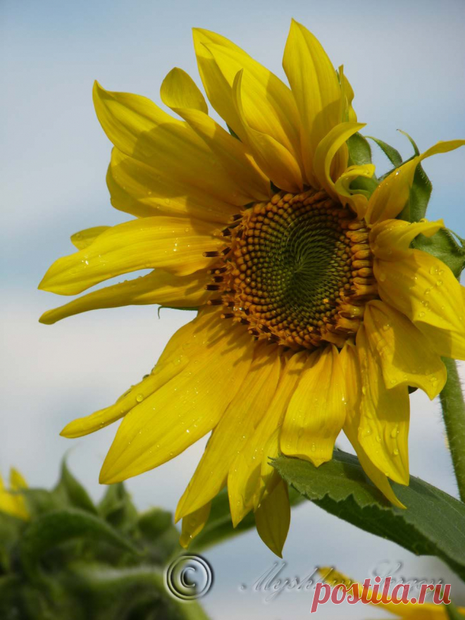 подсолнух на фоне вечернего неба