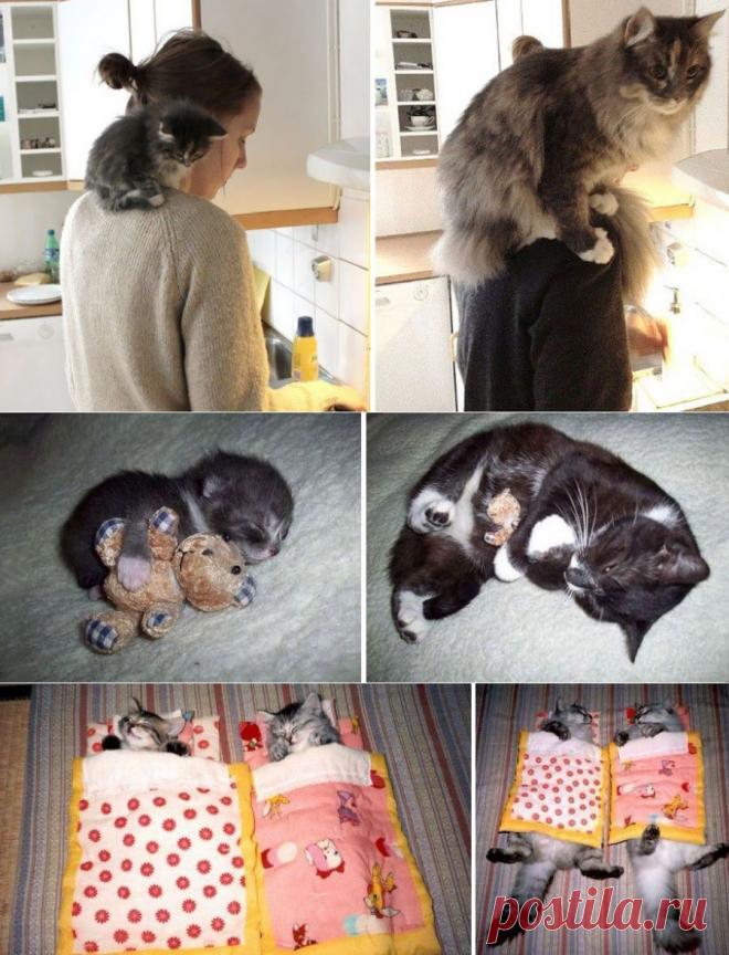 14 котят, которые так быстро выросли