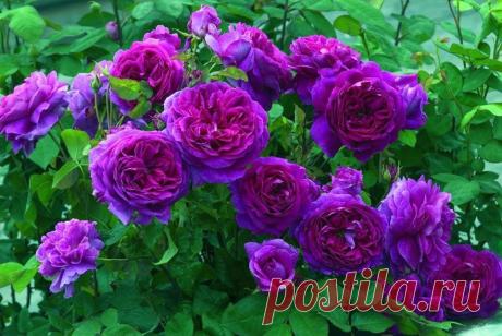 ROSES |