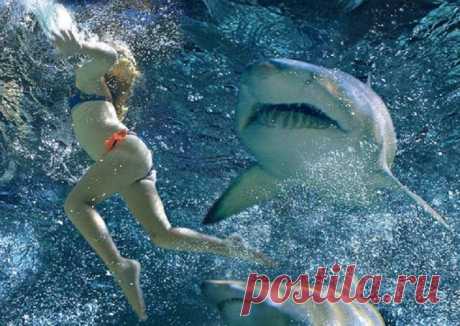 The best site about sharks