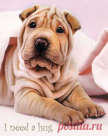 Dog profile for Wrinkles (RIP), a female Chinese Shar-Pei